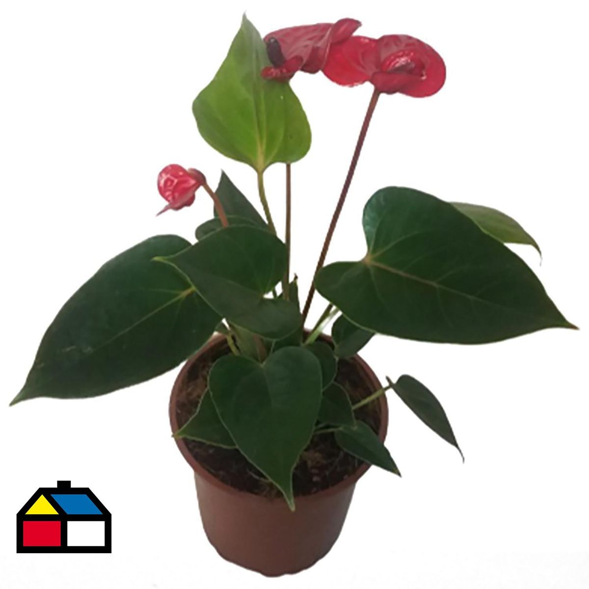 LAS BANDURRIAS - Anthurium 20 cm Natural CT12