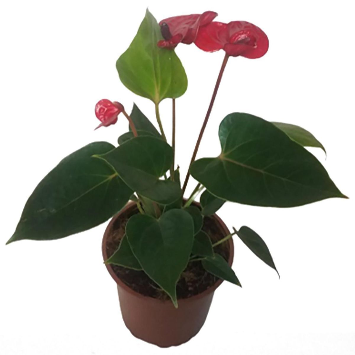 LAS BANDURRIAS - Anthurium 20 cm Natural CT12
