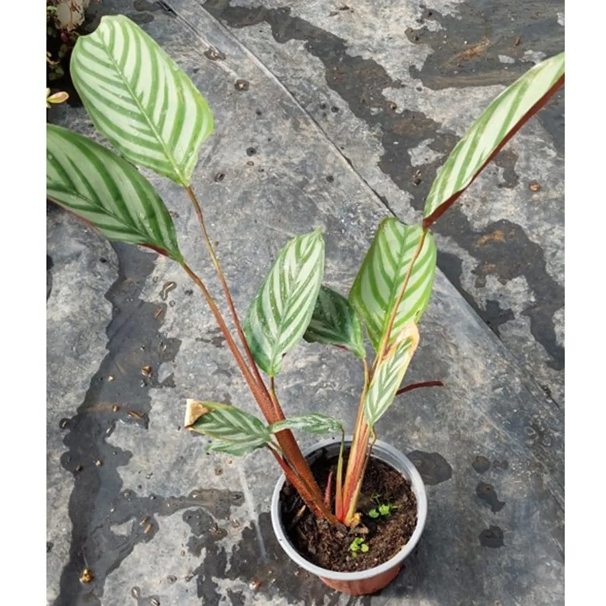 FAMILY GARDEN VIVERO - Calathea Setosa 20 cm Natural CT15