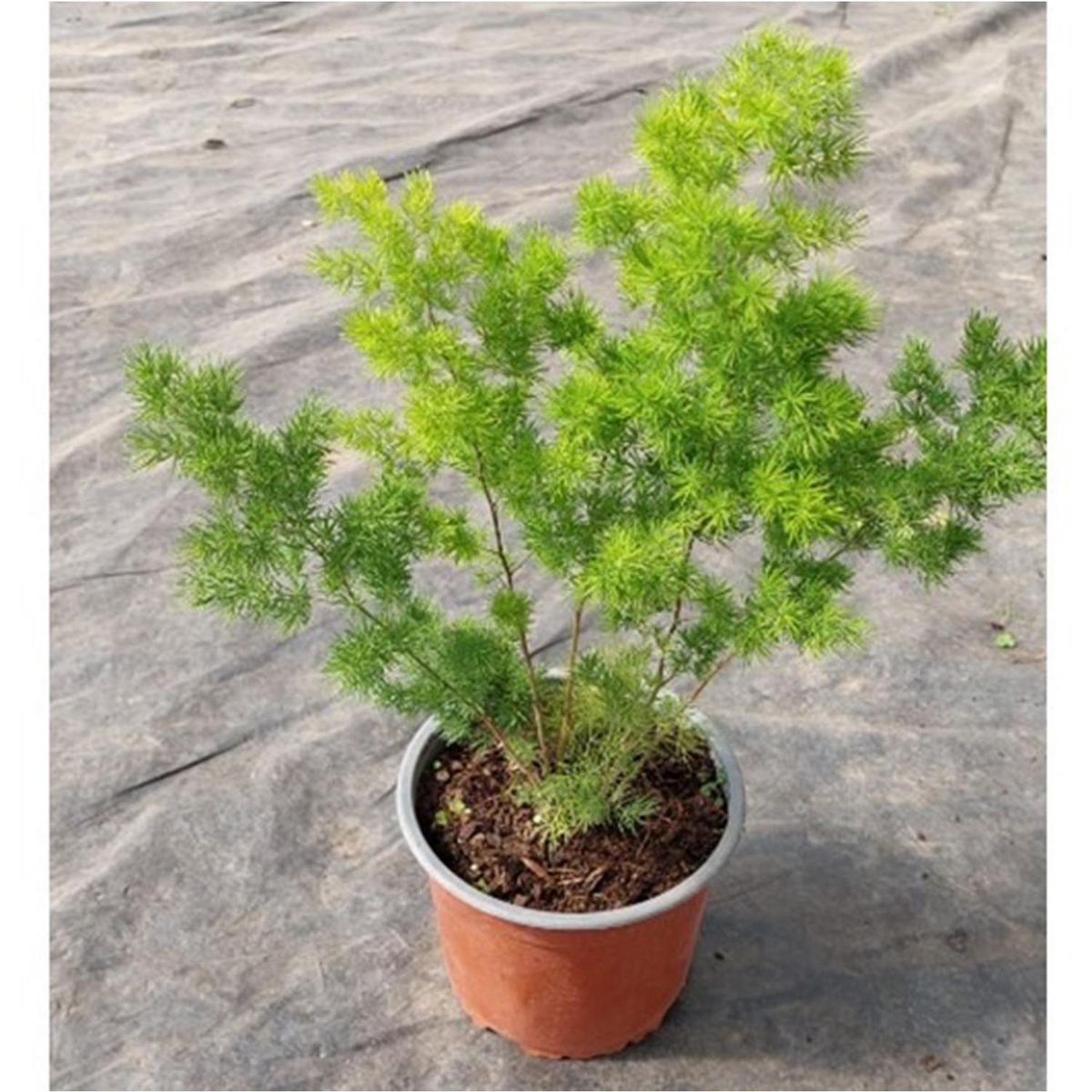 FAMILY GARDEN VIVERO - Helecho Esparrago 20 cm Natural CT15