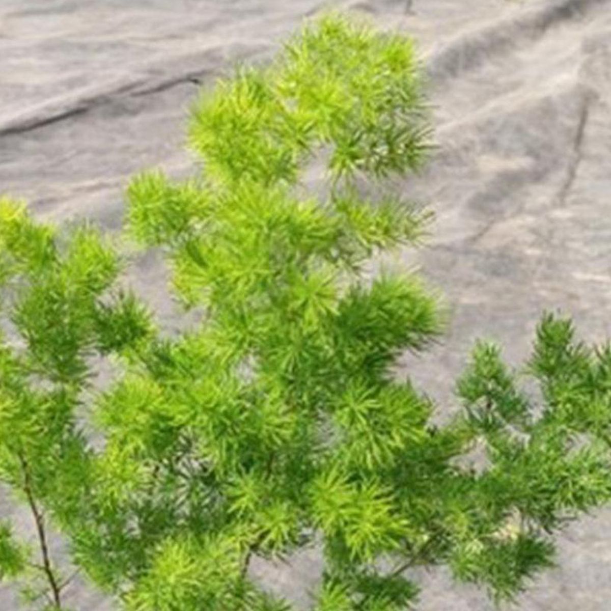 FAMILY GARDEN VIVERO - Helecho Esparrago 20 cm Natural CT15