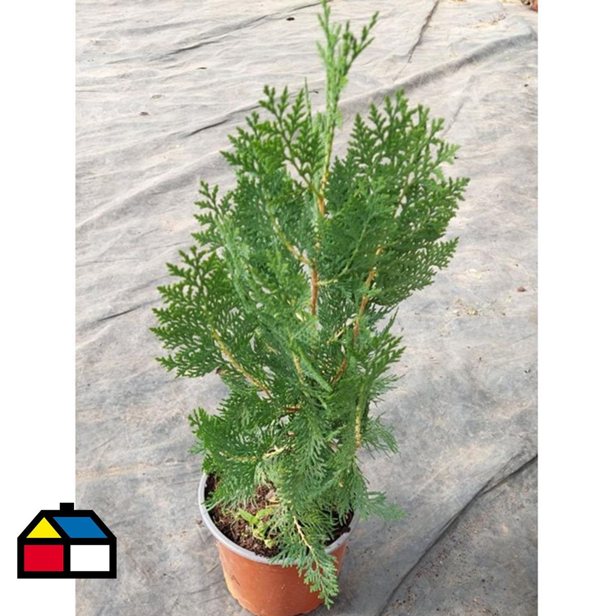 FAMILY GARDEN VIVERO - Pino Thuja Natural 10 cm