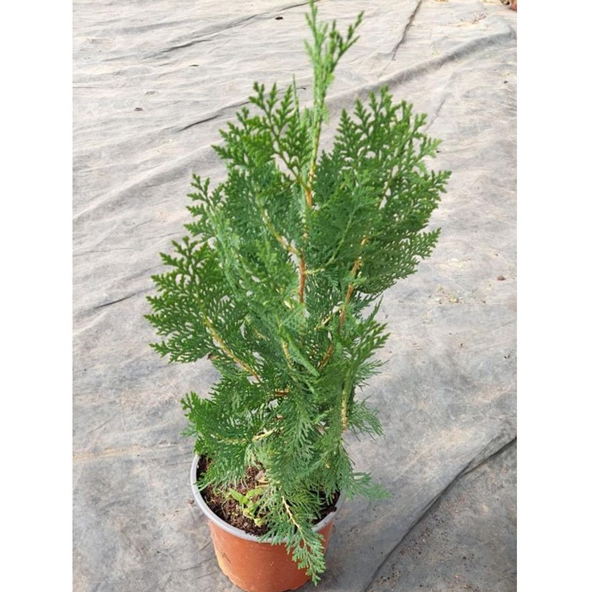 FAMILY GARDEN VIVERO - Pino Thuja Natural 10 cm