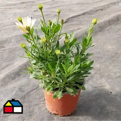 FAMILY GARDEN VIVERO - Dimorfoteca 15 cm Natural CT13