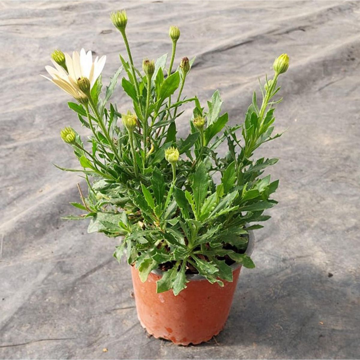 FAMILY GARDEN VIVERO - Dimorfoteca 15 cm Natural CT13