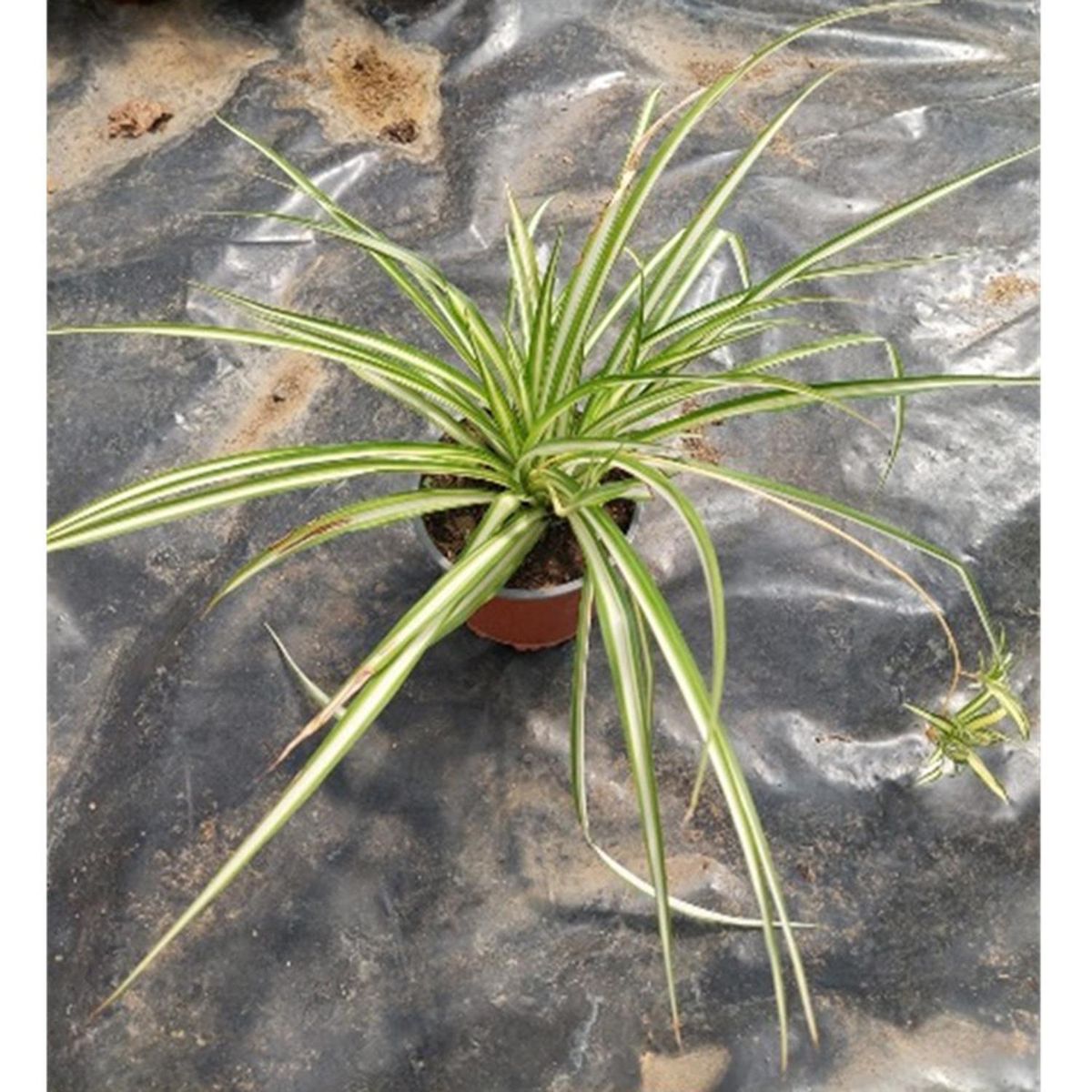 FAMILY GARDEN VIVERO - Clorophytum 20 cm Natural CT19