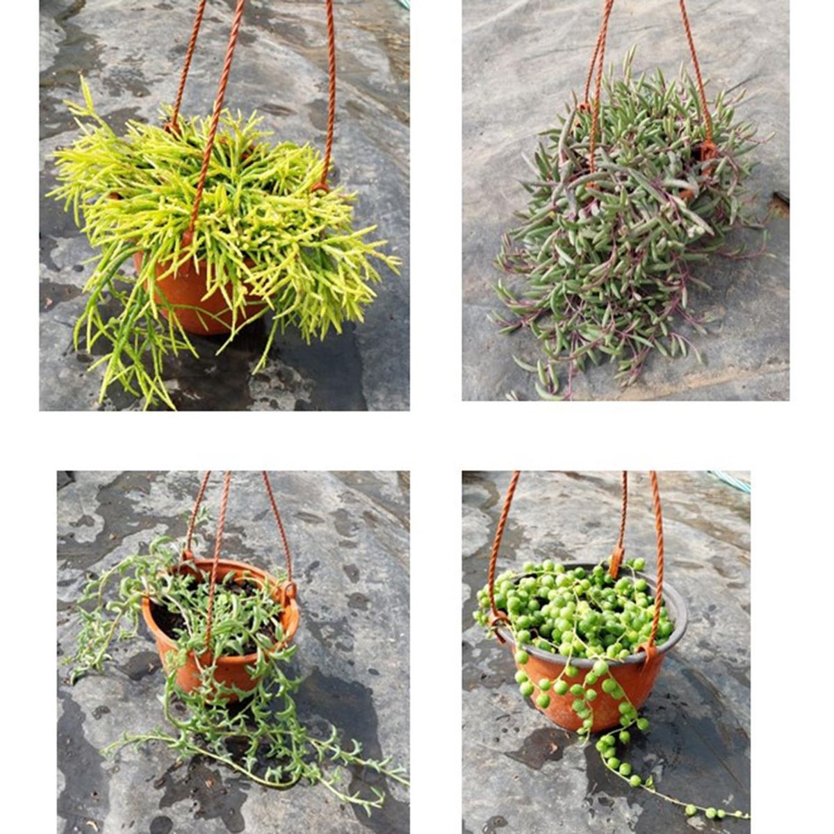 FAMILY GARDEN VIVERO - Suculentas Colgantes 10 cm Natural CT15