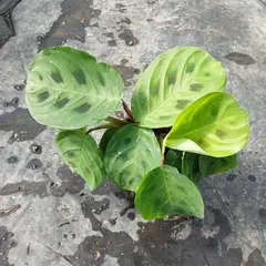 FAMILY GARDEN VIVERO - Maranta Kerchoveana 10 cm Natural CT10