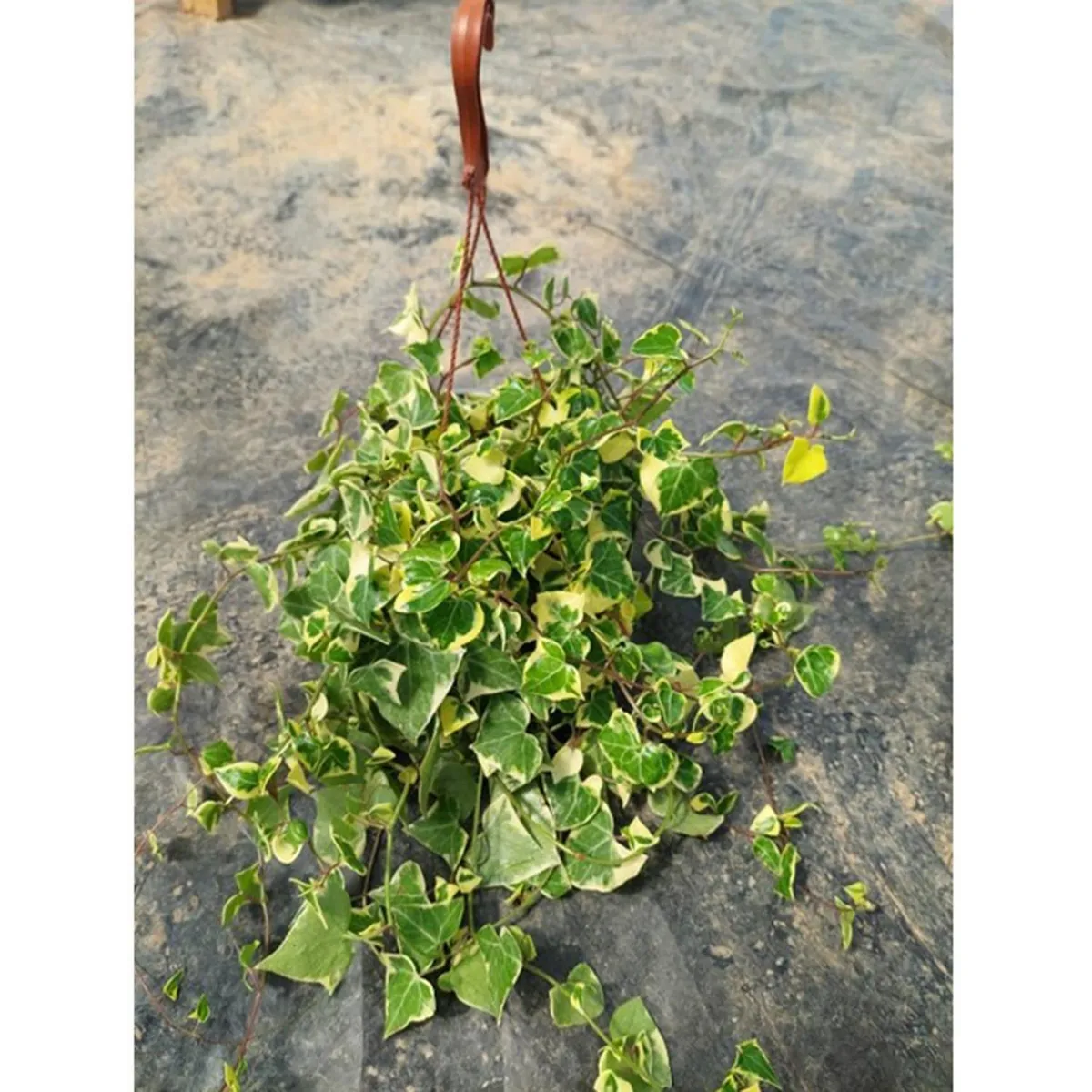 FAMILY GARDEN VIVERO - Hiedra Senecio 20 cm Natural CT19