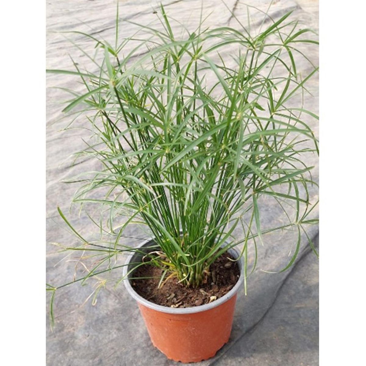 FAMILY GARDEN VIVERO - Papiro Paraguas 20 cm Natural CT17