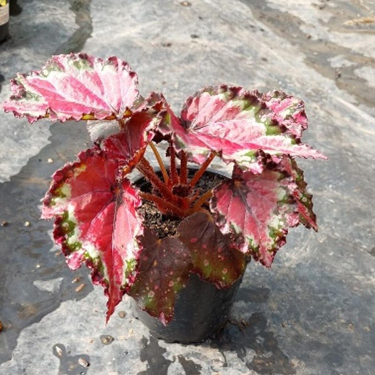 FAMILY GARDEN VIVERO - Begonia 10 cm Natural CT10