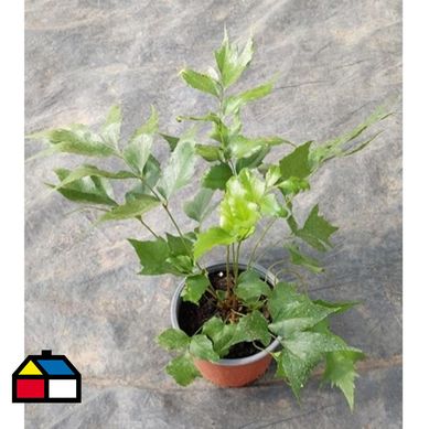 Helecho avellano 20 cm CT15