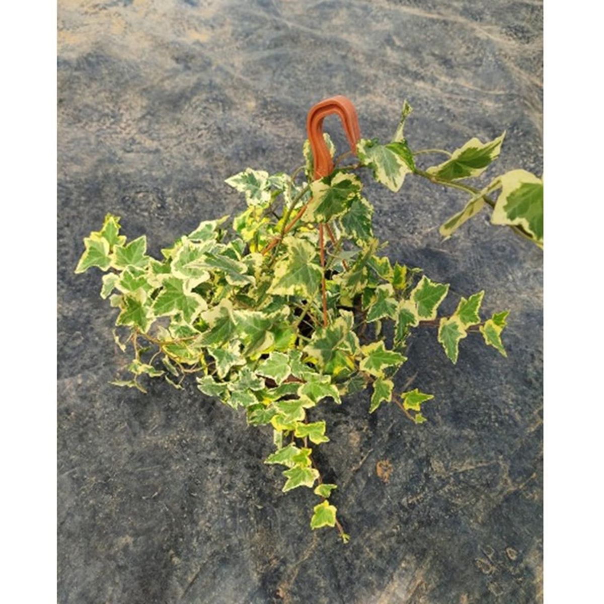 FAMILY GARDEN VIVERO - Hiedra Variegada 20 cm Natural CT19