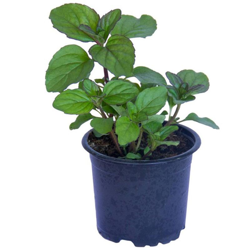  - Hierba Buena 15 cm Natural CT12