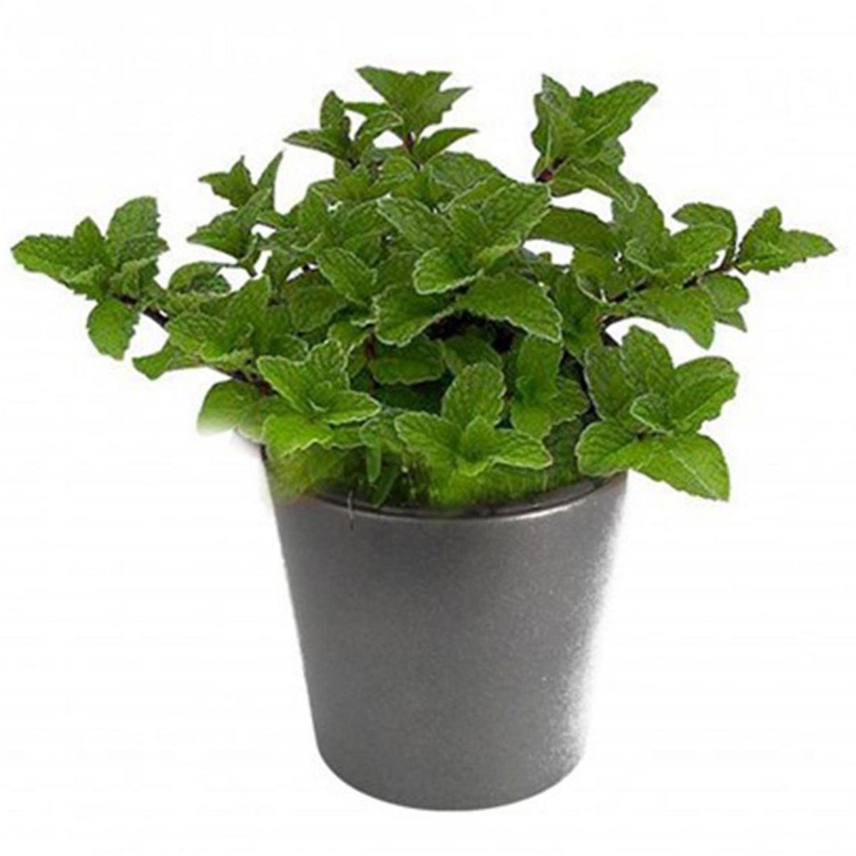 GENERICO - Menta 15 cm Natural CT12