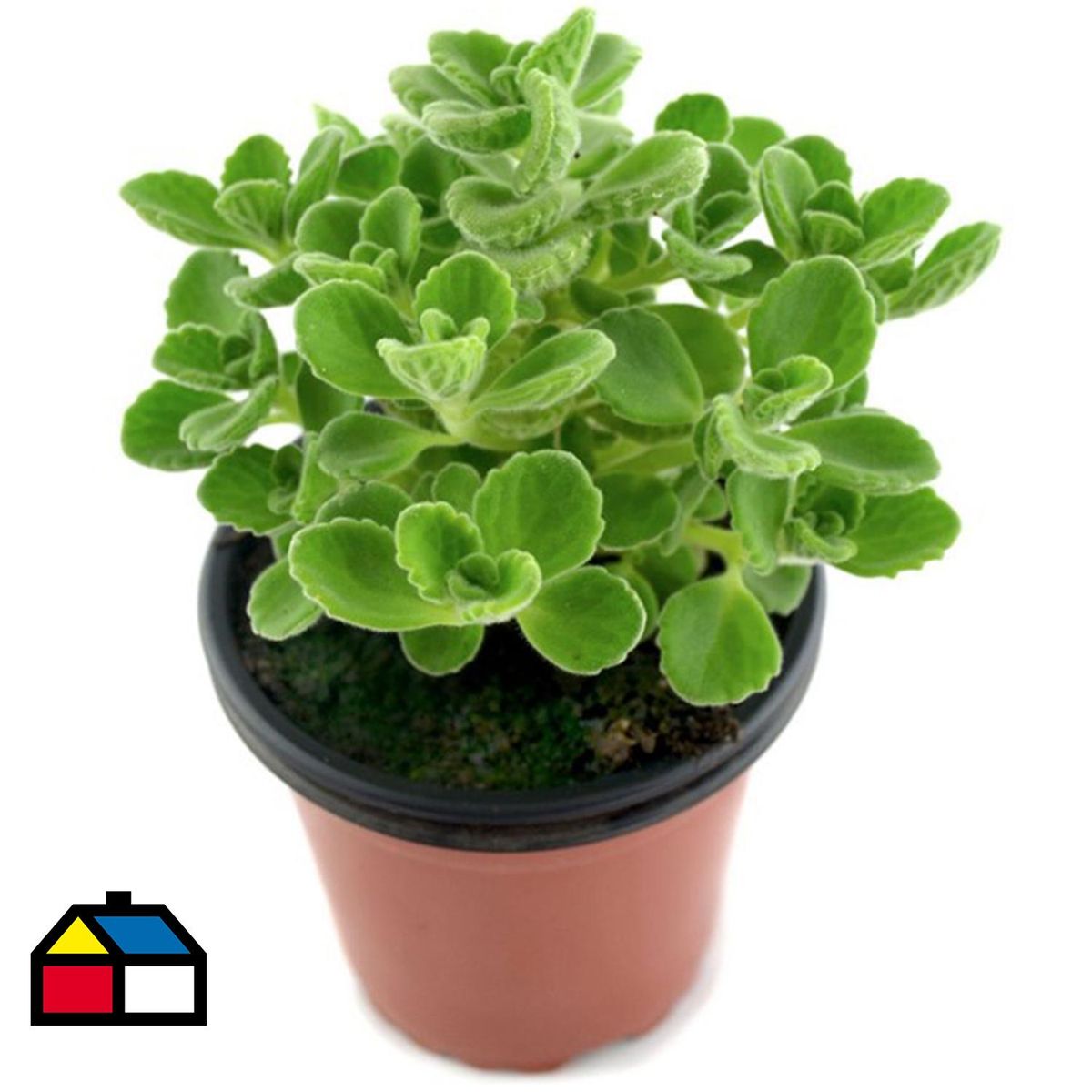  - Oregano 15 cm Natural CT12