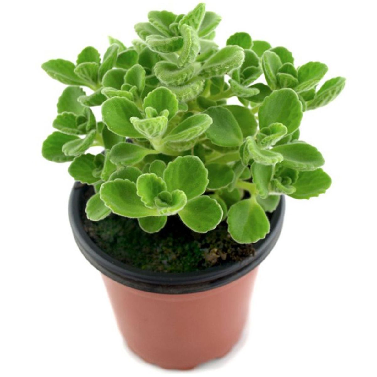  - Oregano 15 cm Natural CT12