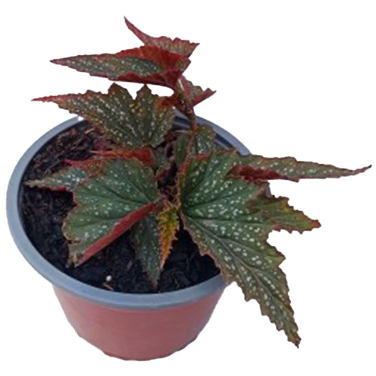  - Begonia Ala Angel 15 cm Natural CT12