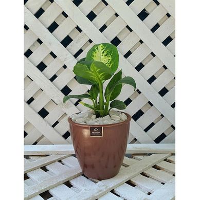 Dieffenbachia 28 cm + maceta zafiro 24 cm
