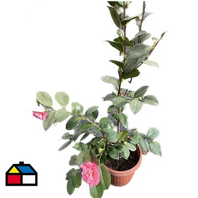 Camelia japnica 1 m