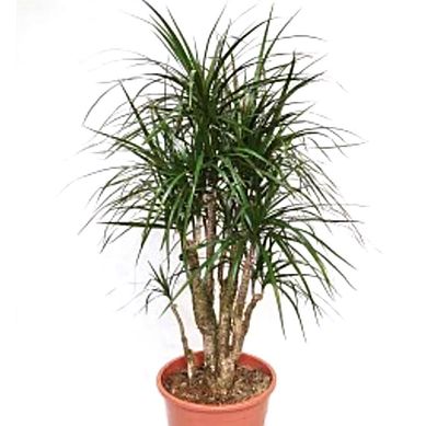 Marginata 0,6 m