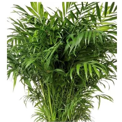 Palmera chamadorea 1 m