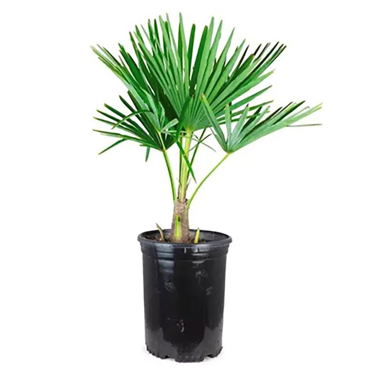 FLORES DE MI TIERRA - Palmera Albanico 80 cm Natural CT24