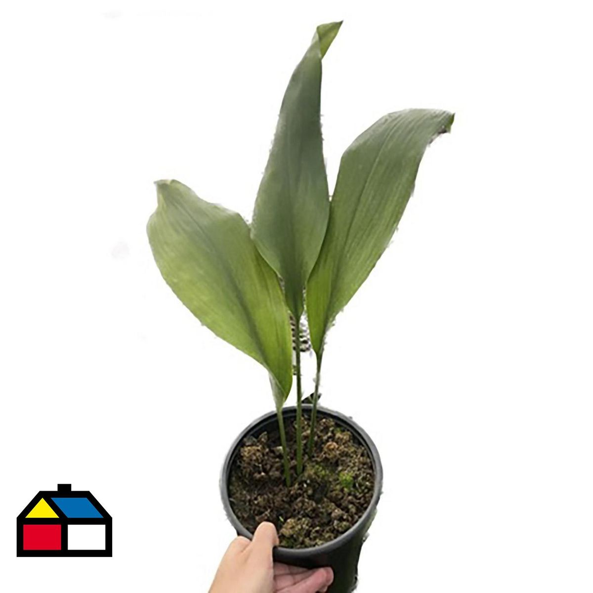 FLORES DE MI TIERRA - Aspidistra 35 cm Natural CT17