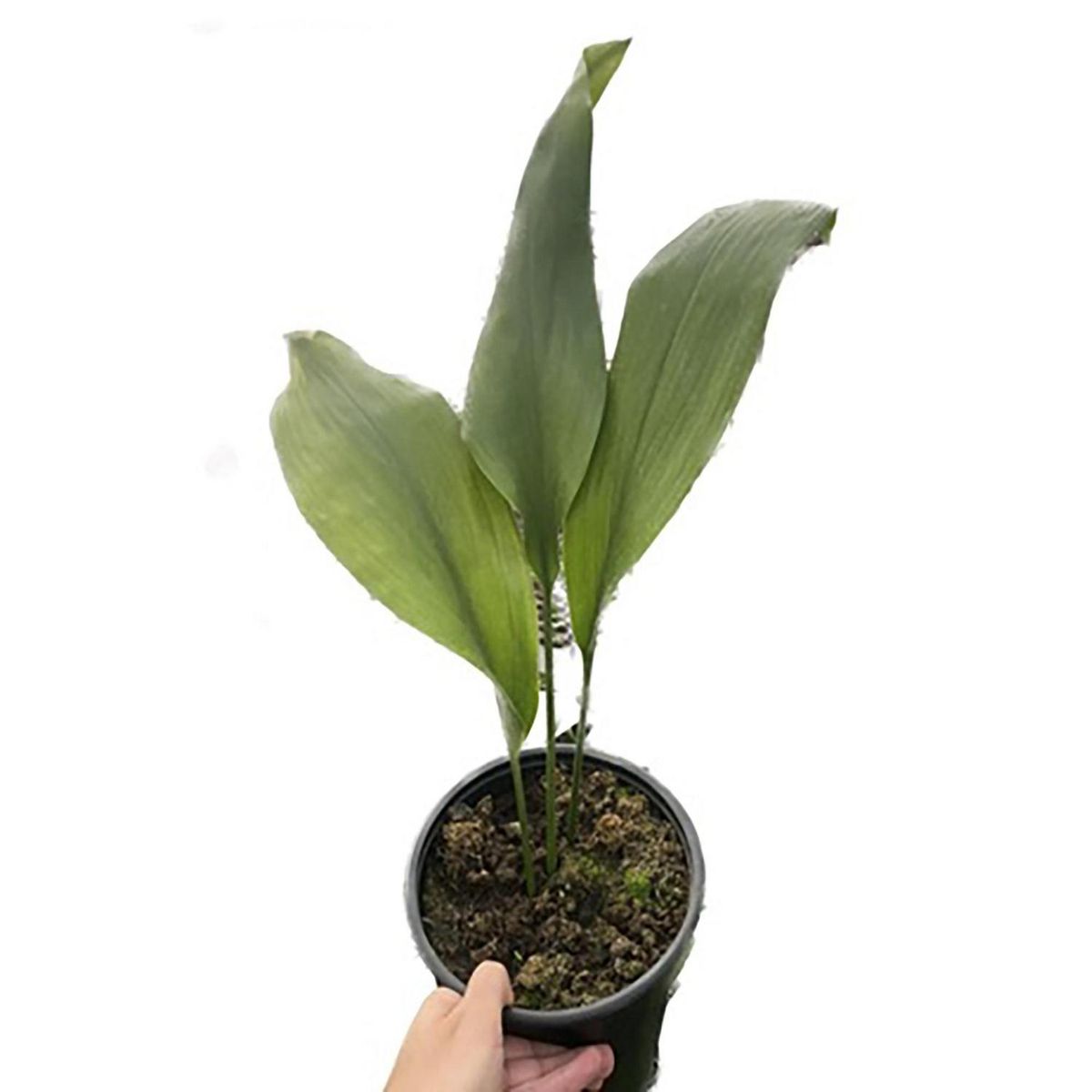 FLORES DE MI TIERRA - Aspidistra 35 cm Natural CT17