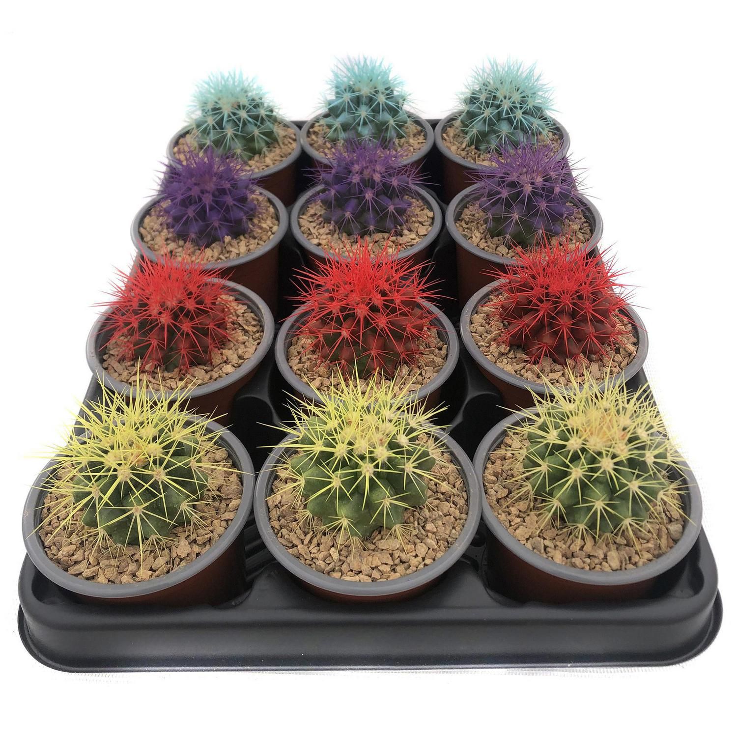 FEROXCACTUS Echinocactus Colores 7 cm Natural CT9 | Falabella Chile