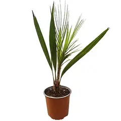 undefined - Palma Chilena 40 cm Natural CT17