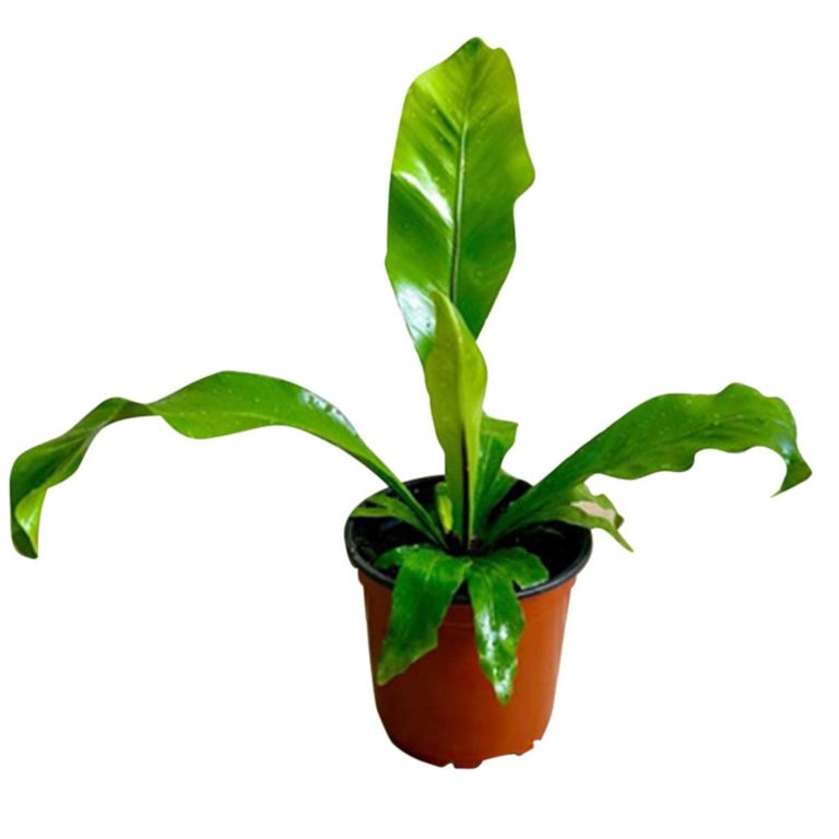 Nidus Asplenium 20 cm Natural CT13