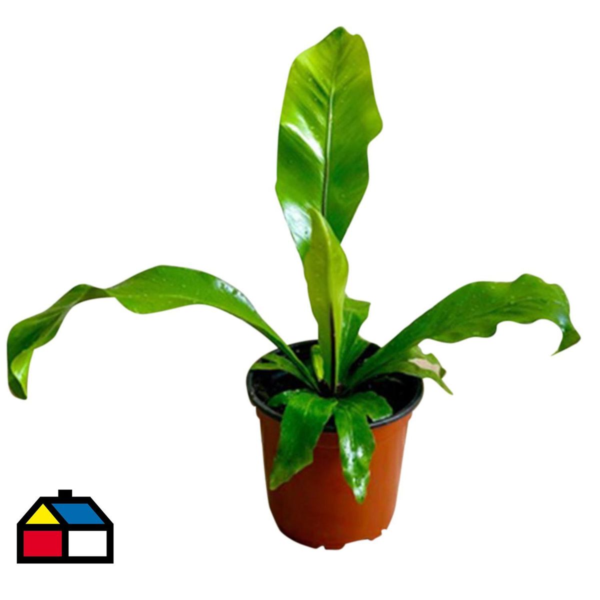 GENERICO - Nidus Asplenium 20 cm Natural CT13