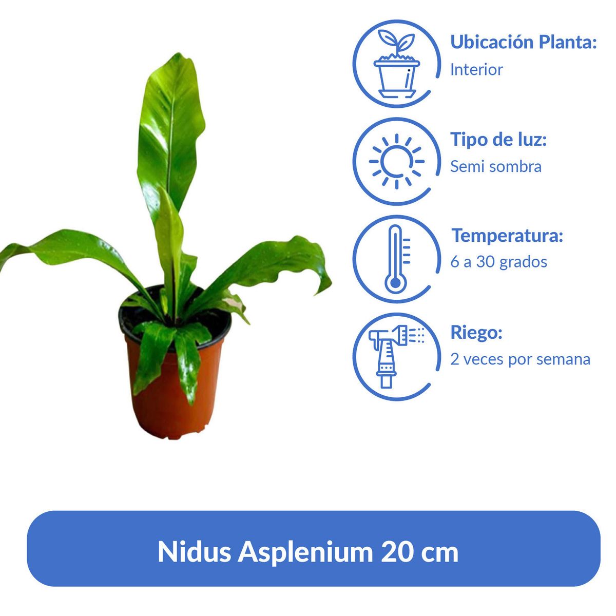 GENERICO - Nidus Asplenium 20 cm Natural CT13