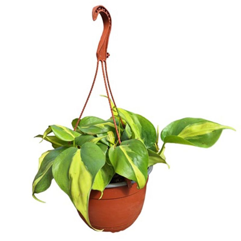  - Philodendron Brasil 25 cm Natural CT19