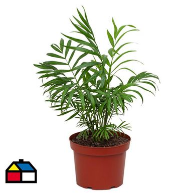 Palmera Neanthe 50 cm