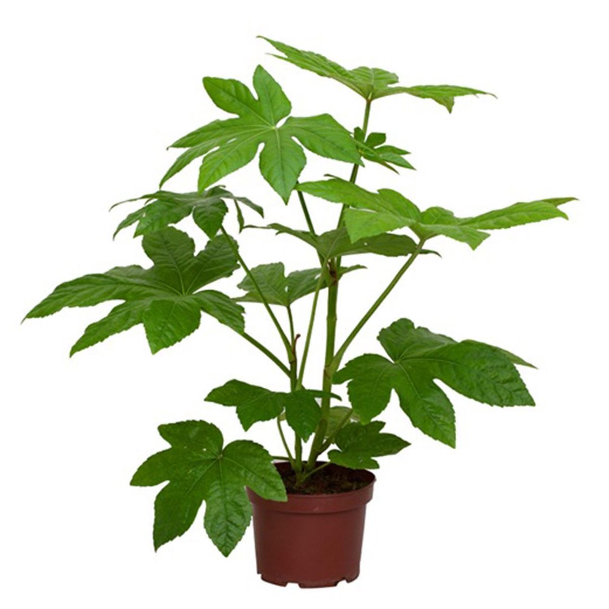 VIVEROS HIJUELAS - Aralia Japonica 50 cm Natural CT21