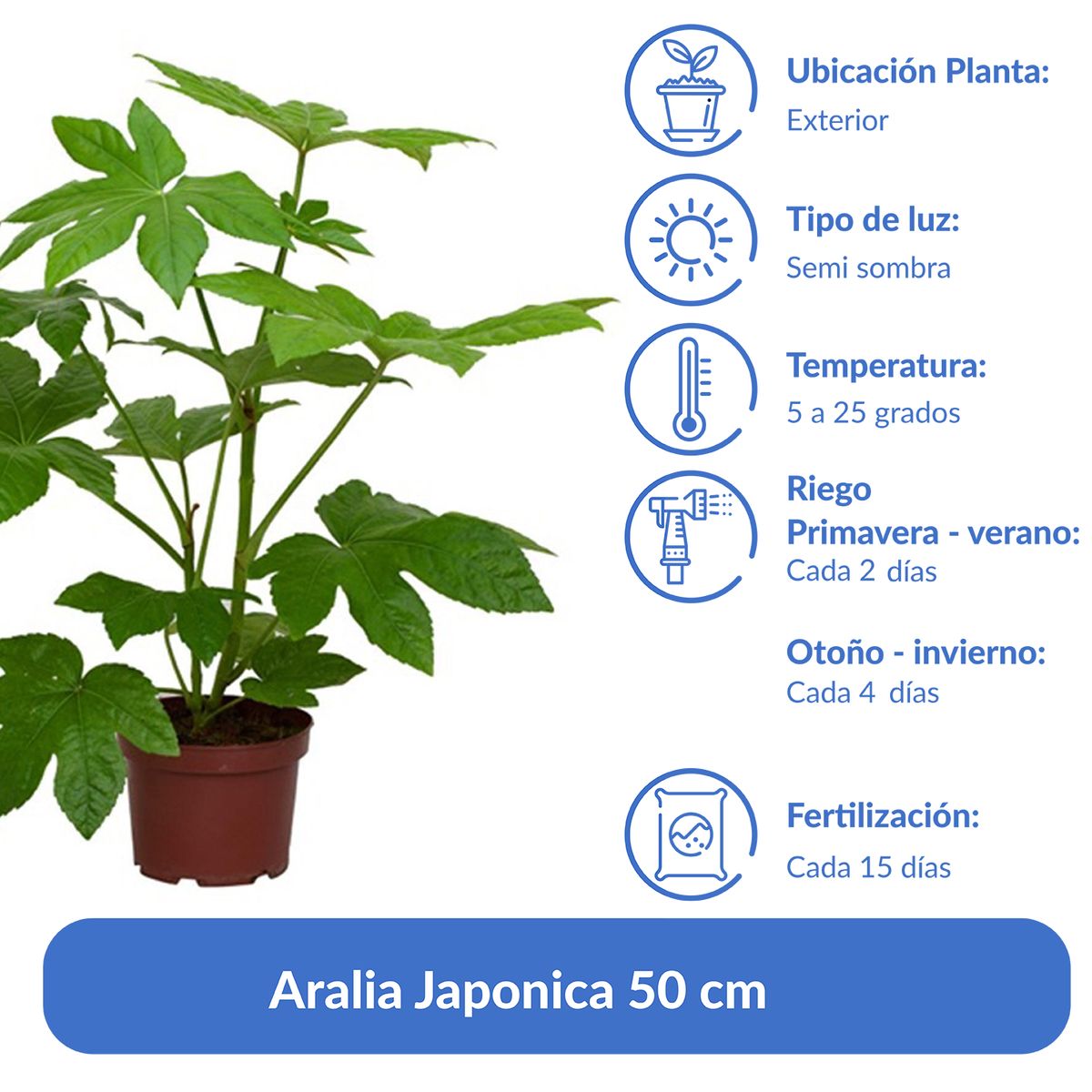 VIVEROS HIJUELAS - Aralia Japonica 50 cm Natural CT21