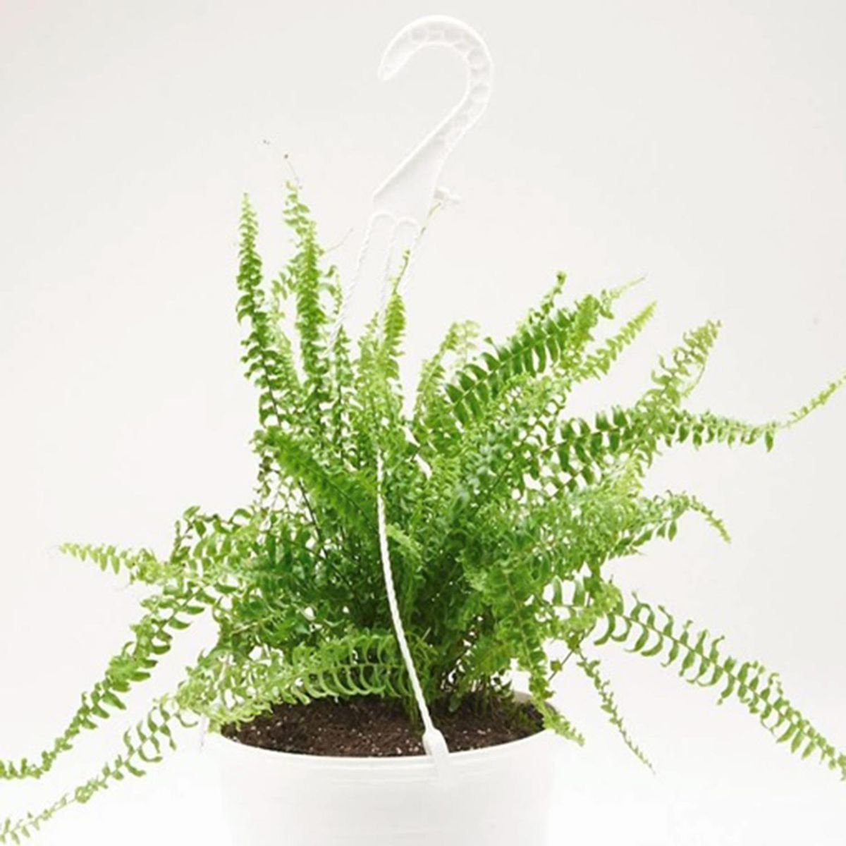 FLORES DE MI TIERRA - Helecho Colgante 20 cm Natural CT19