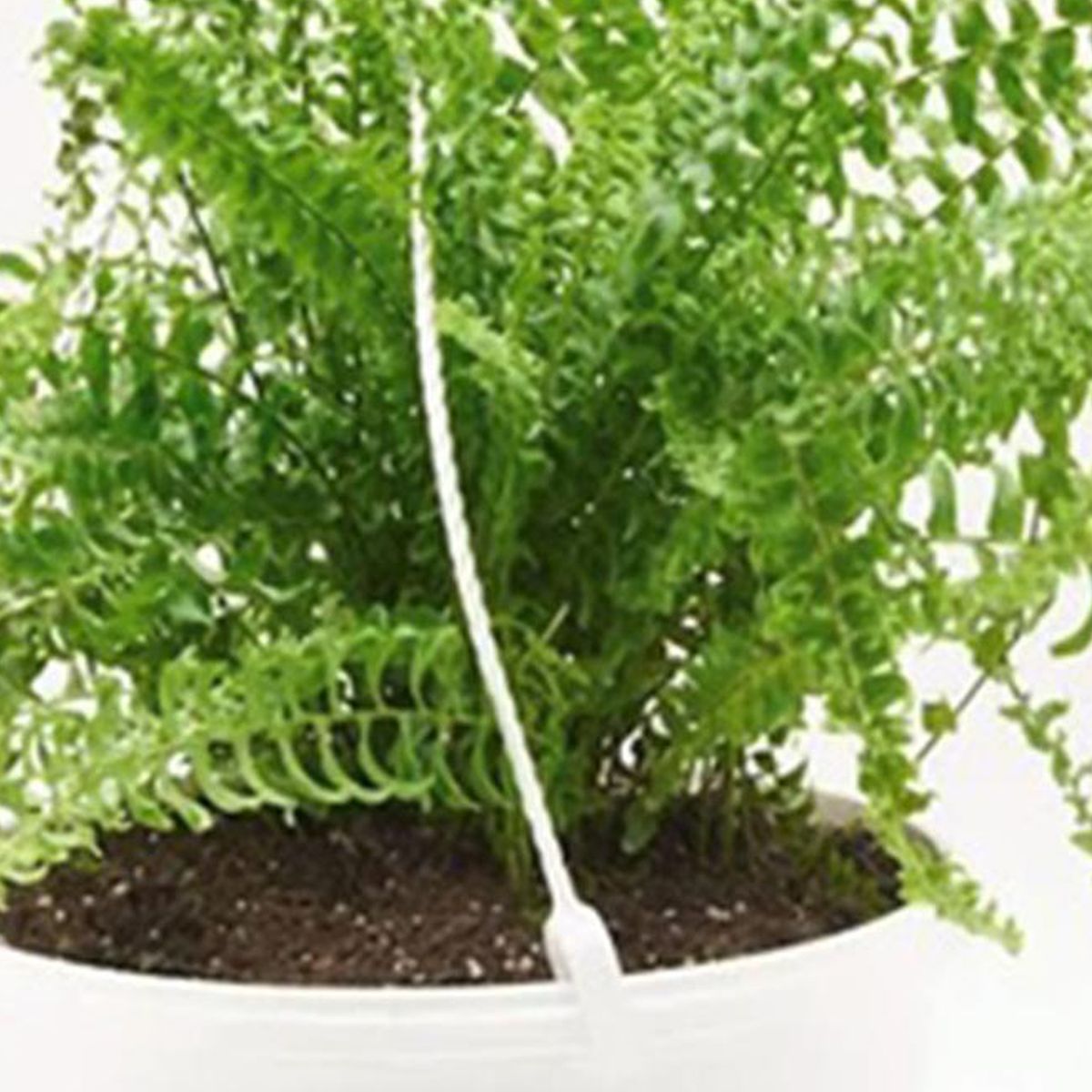 FLORES DE MI TIERRA - Helecho Colgante 20 cm Natural CT19