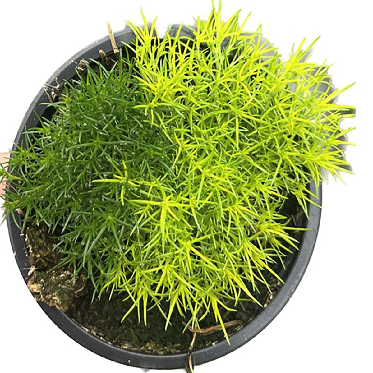 FLORES DE MI TIERRA - Musgo Sagina Natural