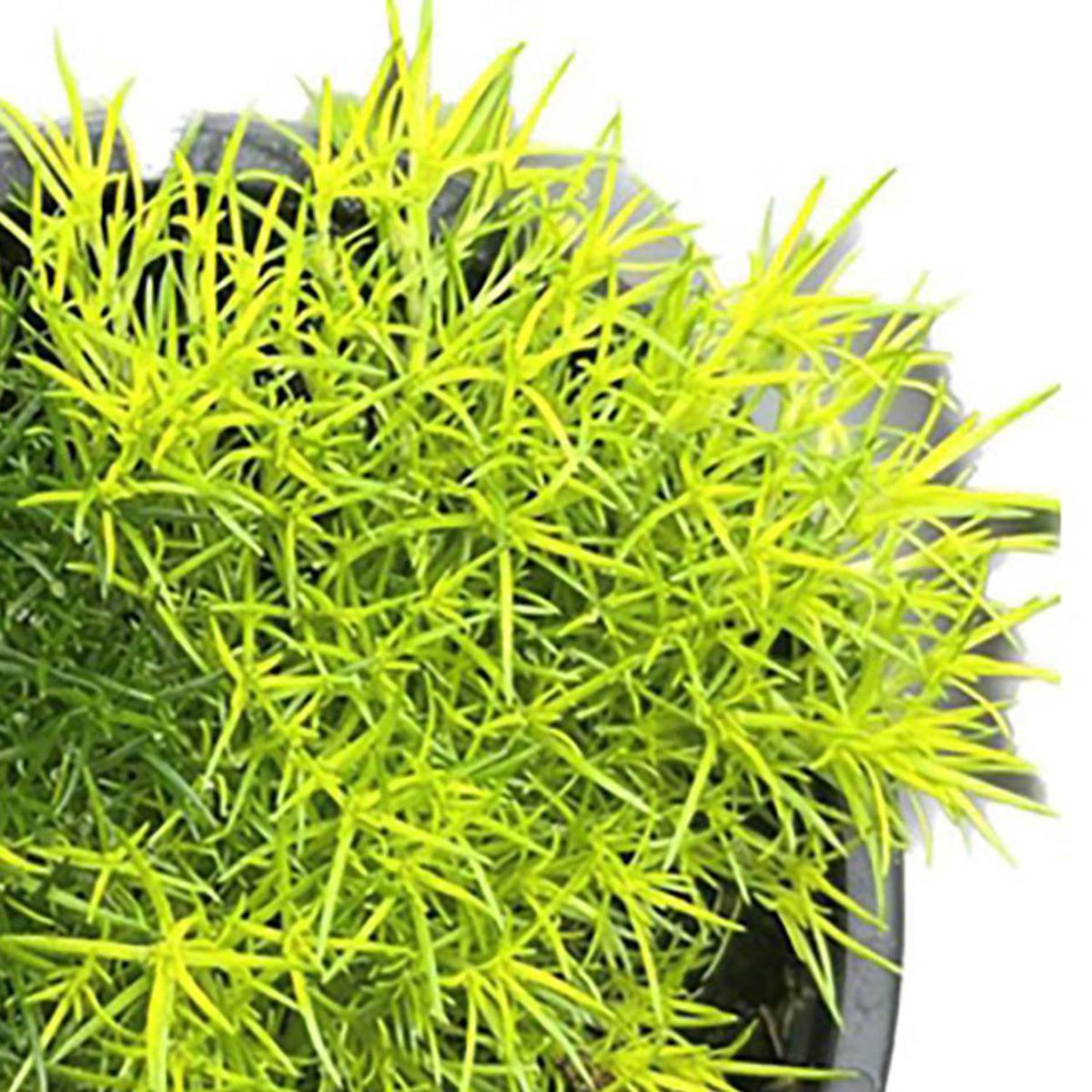 FLORES DE MI TIERRA - Musgo Sagina Natural