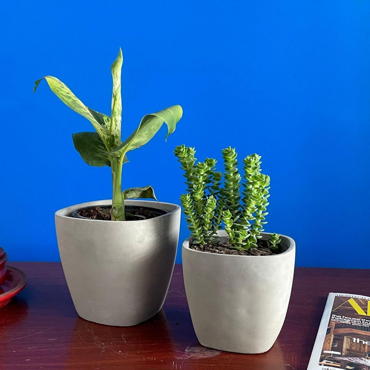 POTTERY - Macetero de Cemento 16x16 Gris