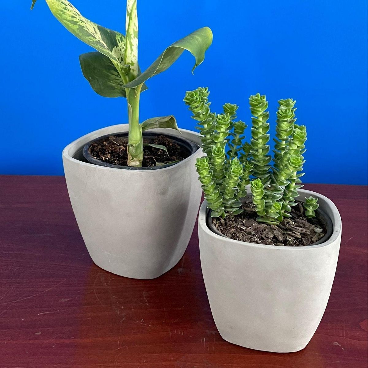 POTTERY - Macetero de Cemento 16.5x10.7 Gris