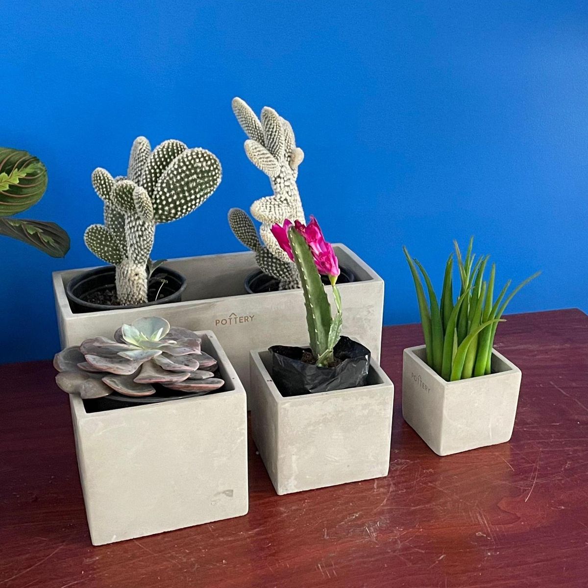 POTTERY - Macetero Cuadrado de Cemento 10x10 Gris