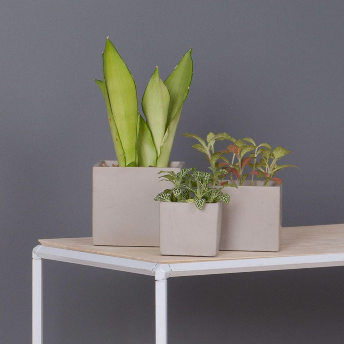 POTTERY - Macetero Cuadrado de Cemento 12x12 Gris