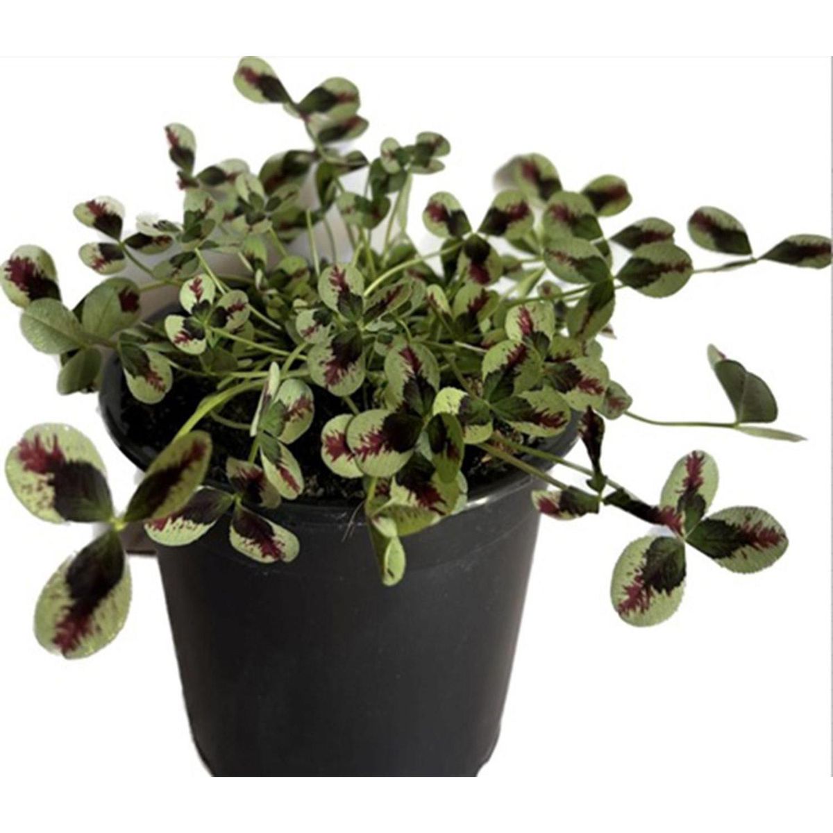 FLORES DE MI TIERRA - Trébol Natural 