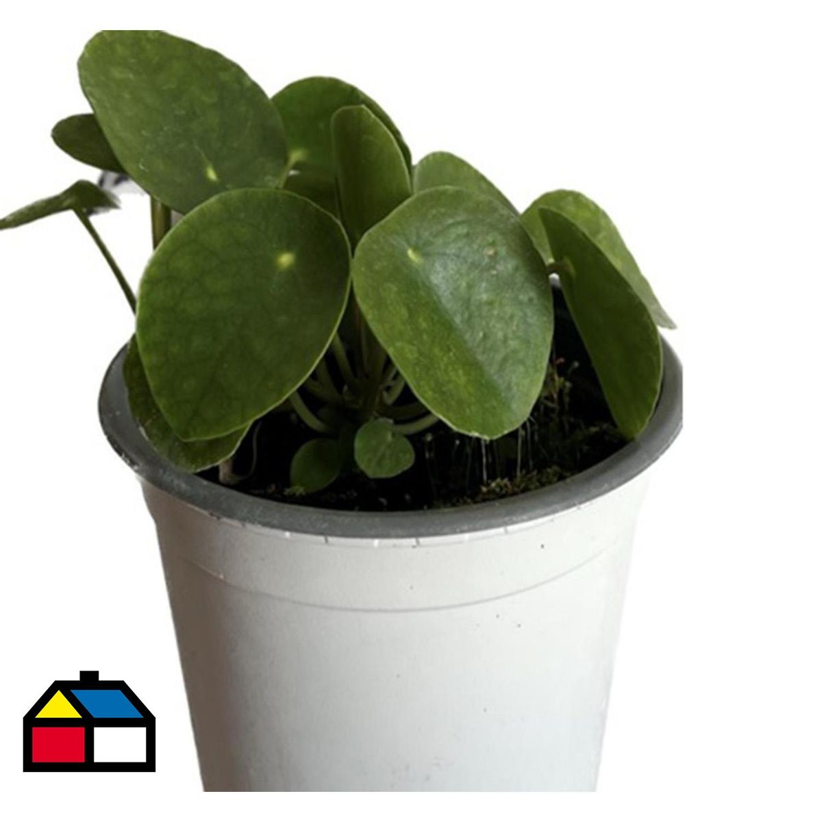 FLORES DE MI TIERRA - PILEA 0,12M CT14