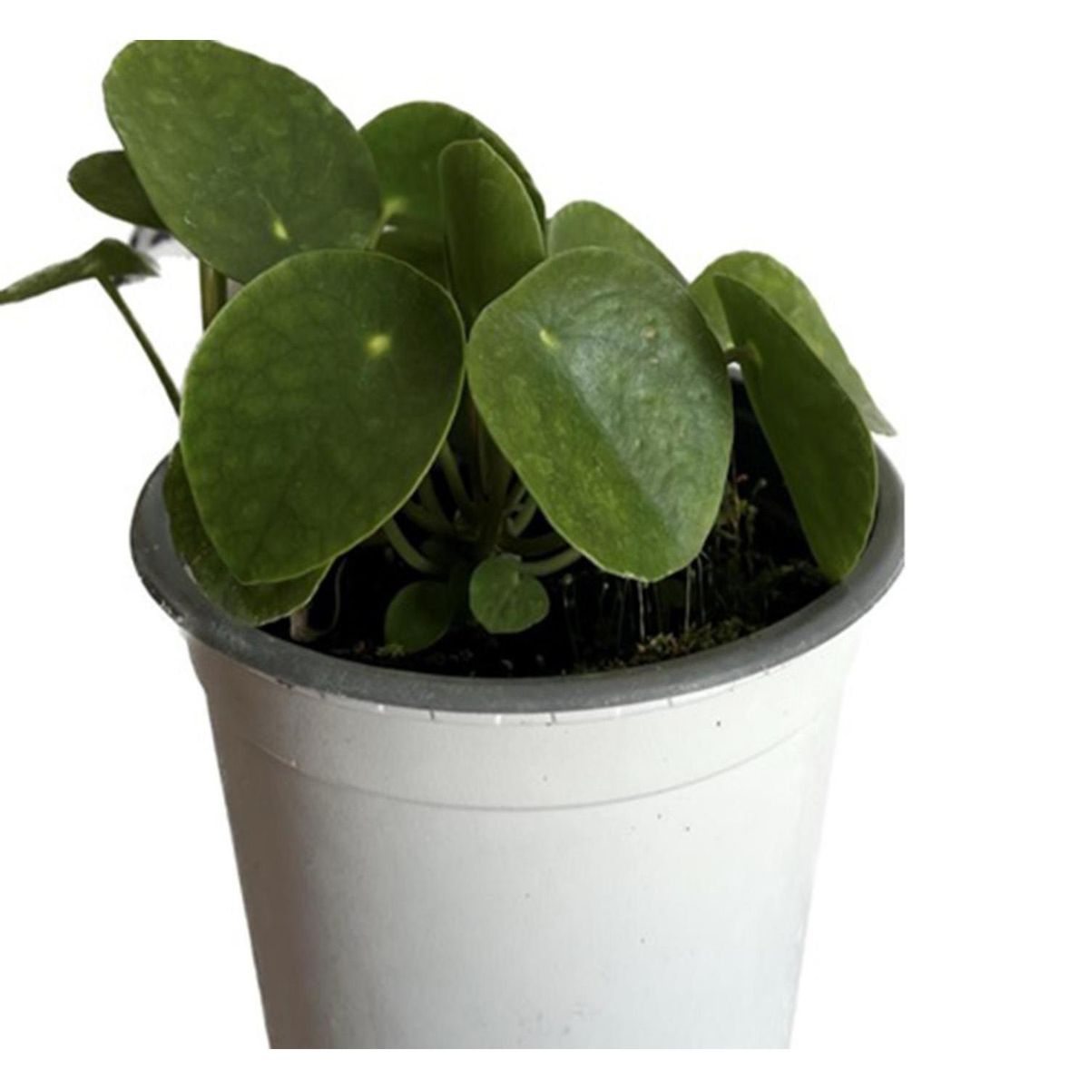 FLORES DE MI TIERRA - PILEA 0,12M CT14