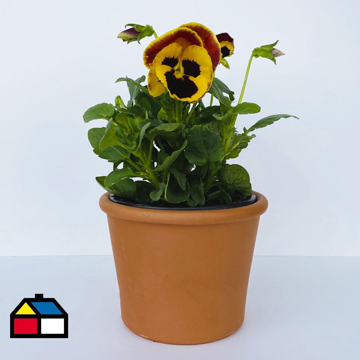 FLORES DE MI TIERRA - Pensamiento 10 cm Natural CT10